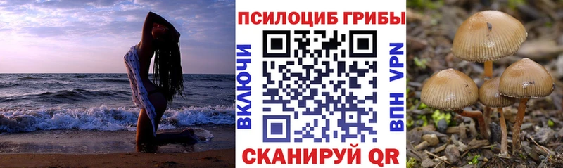Купить где  Западная Двина  Галлюциногенные грибы мицелий 